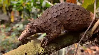 Pangolins Unveiled: Revealing Fascinating Facts About Nature's Armored Guardians