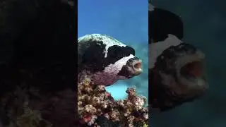 Sleepy Pufferfish Caught Yawning 🐡