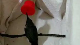 Rescued Hummingbird Eats Gnat & Sugar 