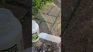 How to kill ants quickly.
