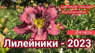 Сеянцы лилейников Ворошиловой. Часть 2 / Сад Ворошиловой