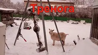 Тренога для животных и не только.