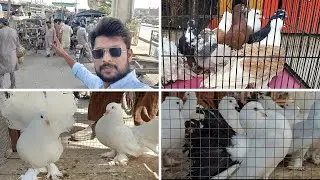 Multan Kabutar Mandi Me Saste Fancy Kabutar Aa Gae || Pets Market #petsmarket #petslovers #vlog