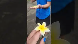 Plumeria info 🌼 #Hawaii #bigislandhawaii #aloha #plumeria #plumeriaflower #married #single #taken