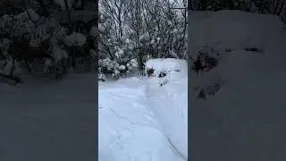 Петарда в снегу🧨❄️