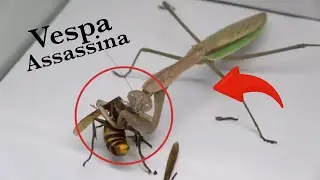Louva - Deus mata e devora vespa assassina em segundos