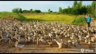 Cara bikin kandang bebek yang benar dan tidak bau