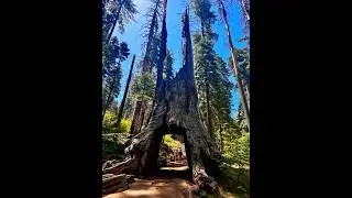 Yosemite National Park I Breathtaking Natural Scenery 