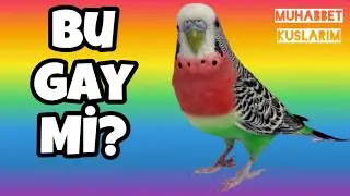 BU G*Y Mİ ? MUHABBET KUŞLARINDA EŞ CİNSELLİK ? #bird #muhabbetkuşu