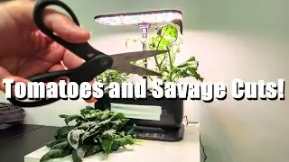 DWARF TOMATOES AGGRESSIVE PRUNING