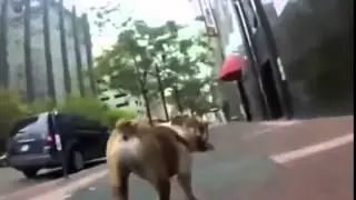 Приколы с животными  Такие смешные собаки! Смешно до слез!