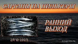 Сарганы на пилькеры. Ранний выход. 29 10 2023