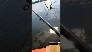 Рыбалка с друзьями #плотва #окунь #рыбалка #природа #отдых #car #fish #adventure #fishing #happy