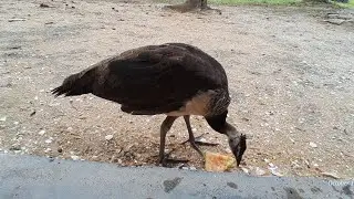 Breakfast - Watermelon #peacock