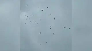 ГОЛУБИ ДОНЕЦКОЙ СЕЛЕКЦИИ!ЛАПТЕВА.С.И(САМОПОДЪЕМ)!
