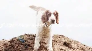 Dog Mep │ツKidsツ