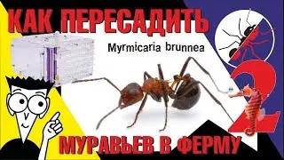 How to transplant ants into an ant farm. Myrmicaria brunnea