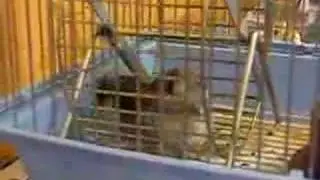 Хомяки-космонавты