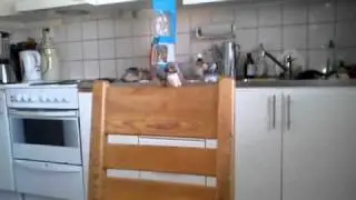 Väluppfostrade finkar