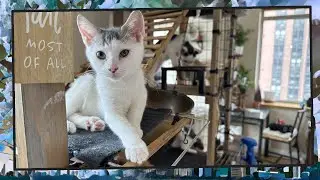Foster Kitten Livestream (S11, E36) - Sep 8, 2024