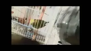 NAPİM (Kızımın Muhabbet Kuşundan )