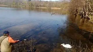 Утки дерутся