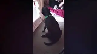Black dog plays Halo