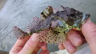 Shore Fishing- Cornwall