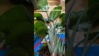 Стрелиция Николая🌿