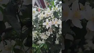 Висп. Цветы, цветы, цветы.
