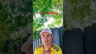 ojo con el ingreso al terreno de juego