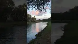#ibis