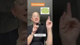 How to Tell the Difference Between Plant Tissues 