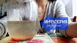 Инфузория туфелька: разведение НЕ НА БАНАНЕ в домашних условиях | корм для мальков