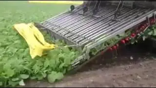 Уборка редиса комбайном