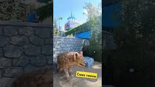 смех гиены