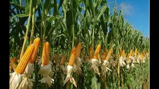 LARGE-SCALE CORN PRODUCTION || Agricultural innovation
