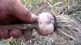 3 Simple Signs to Determine Garlic Maturity