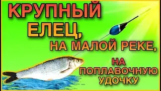 Крупный елец, на малой реке, на поплавочную удочку.