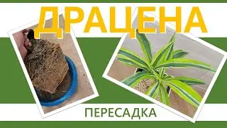 ДРАЦЕНА: пересадка