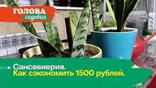 Голова садовая - Сансевиерия. Как сэкономить 1500 рублей.