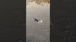 #джекрасселтерьер