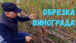 Обрезка винограда.