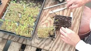 Bumping Up Tomatoes