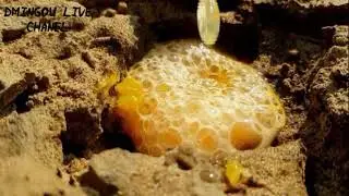 إخراج العقارب من جحرهاTake out the scorpion from its hole