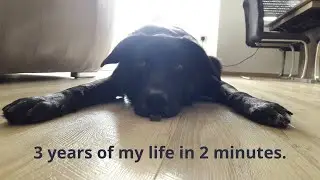 3 years of sweet, cute, happy and crazy memories!  Happy birthday Floki!