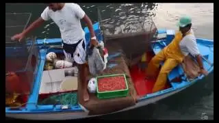 Огромный скат схватил мальчика