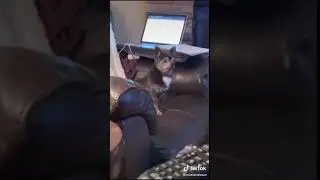 Funny Dog 41 #shorts
