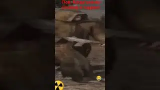 бандит в сталрентте 