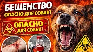 3. БЕШЕНСТВО СОБАК. Симптомы. Что делать?
